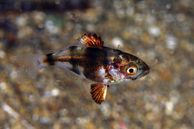 Avannotto: juvenile Diplodus puntazzo